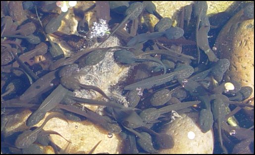 Tadpoles