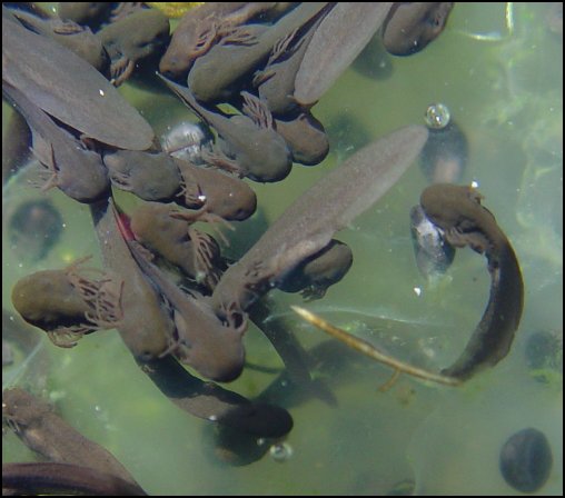 Tadpoles