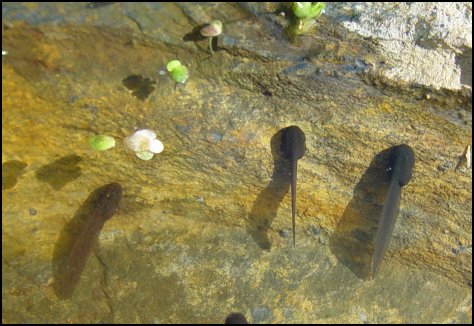 Tadpoles