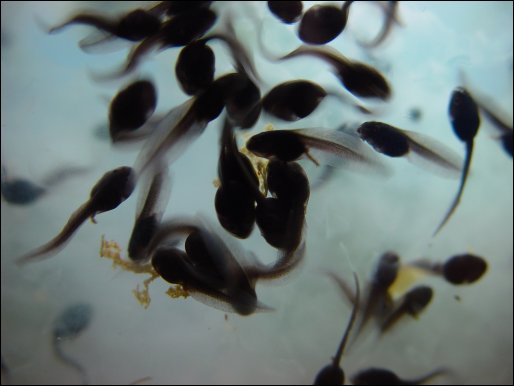 Tadpoles at a week and five days
