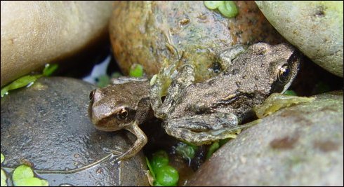 Baby Frogs