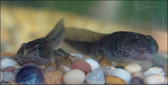 Tadpole at 7 1/2 weeks