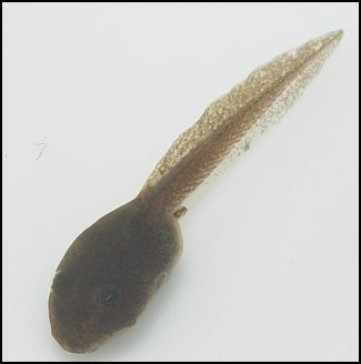 Tadpoles