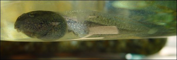 Tadpole at 6 weeks