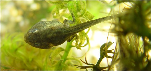 Tadpole at 7 weeks