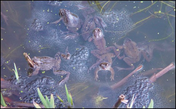 Happy Frogs