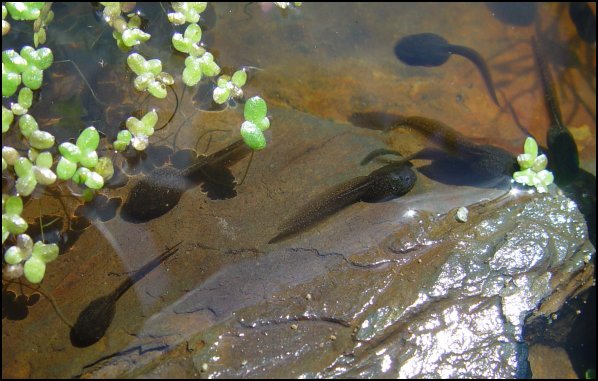 Tadpoles