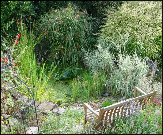 Pond in September 2003