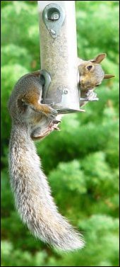 Enterprising Wildlife!