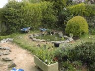 Putting plants in the pond.