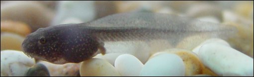 Closeup of tadpole at a week and four days