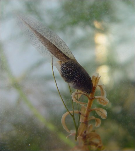 Tadpole at 3 1/2 weeks