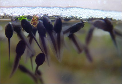 Tadpoles at a week and a day