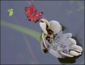 Water Hawthorne Flower