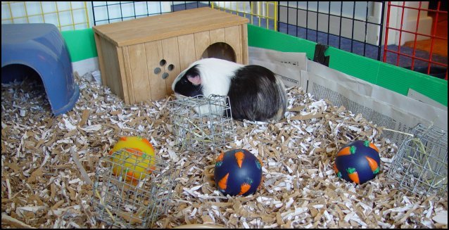 finacard guinea pig bedding