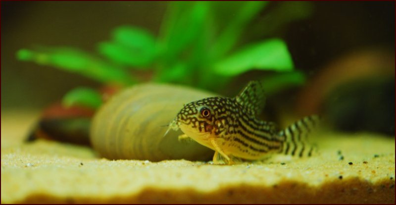 Sterba's Cory