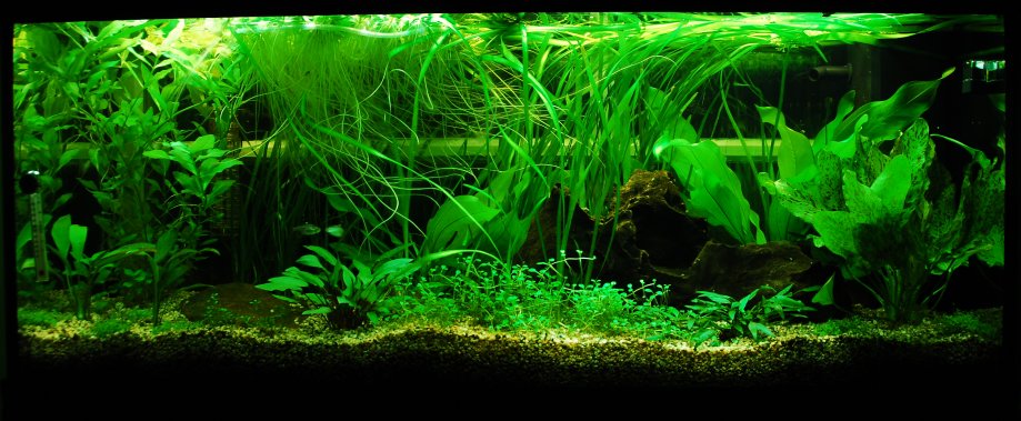 Fish In
