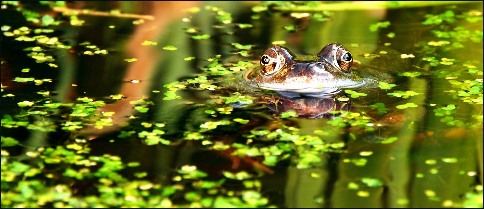 Frog/Tadpole