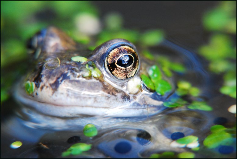 Frog/Tadpole