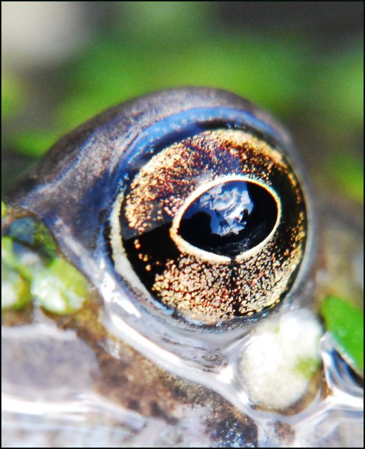 Frog/Tadpole
