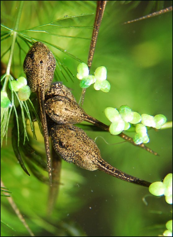 Frog/Tadpole