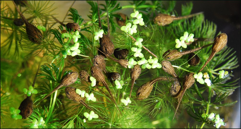 Frog/Tadpole