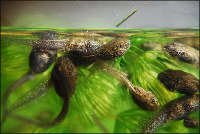 Frog/Tadpole