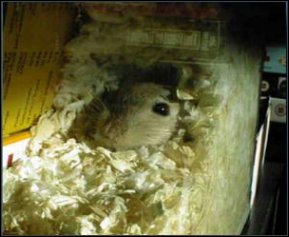 Cookie the gerbil in a magnificent bed.