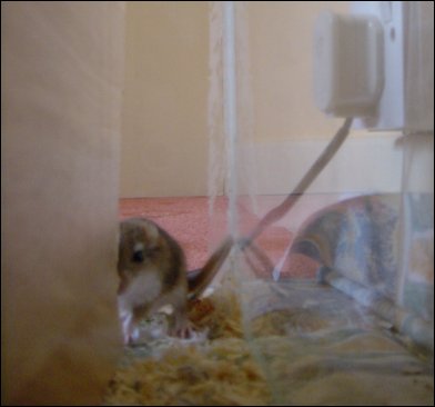 Looking round a corner.