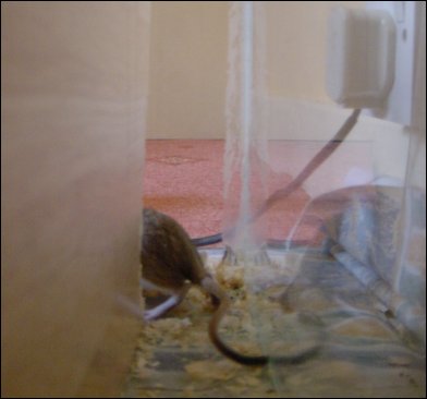 Baby Jird legging it.