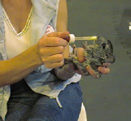 Feeding a Baby Chinchilla.