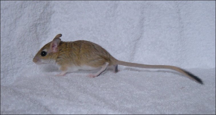 Look at my nice long tail.