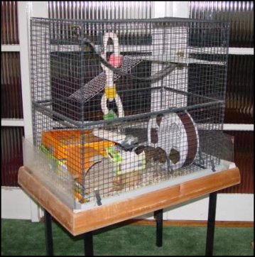 Degu Cage.