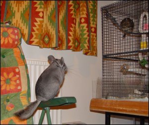 Fluff and Pumpkin watch each other with distrust.