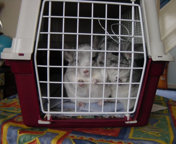 Let us out we are so cute!!