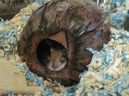 Jird in a Coconut Shell.
