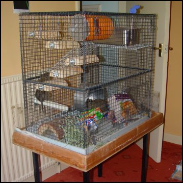 Degu Cage.