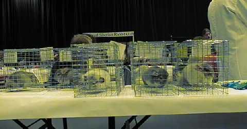 Fed up looking Chinchillas.