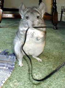 Fluff and the cord.