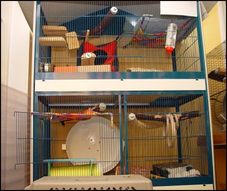 Fluff's Current Cage.
