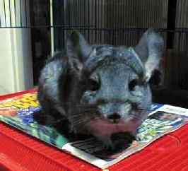 Fluff the Chinchilla.