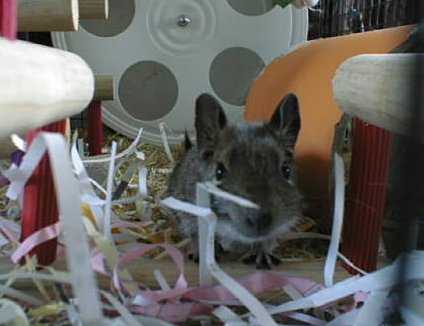 Pumpkin Looking Closer.