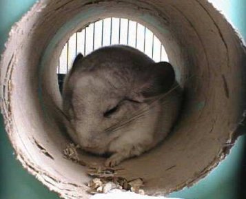 Spike the Chinchilla.