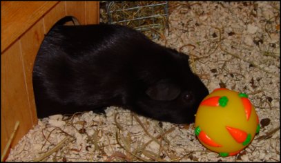 Truffle and Food Ball.