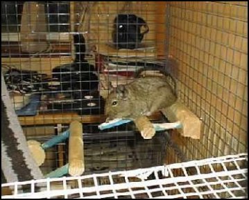 Degu Cage.