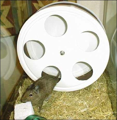 Willow in Wodent Wheel