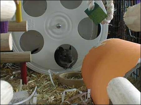 Pumpkin in Wodent Wheel