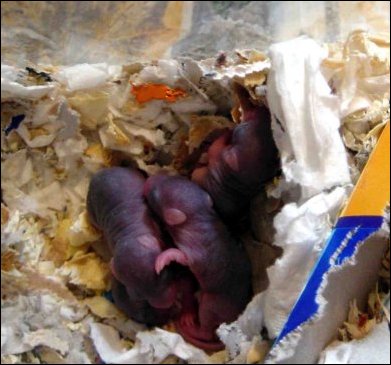 Six day old baby Jirds.