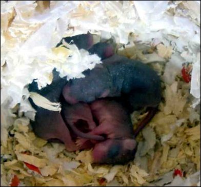 Eight day old baby Jirds.