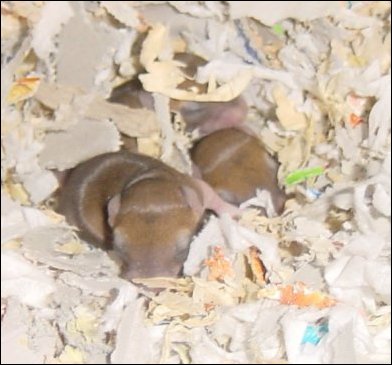 11 day old baby Jirds.